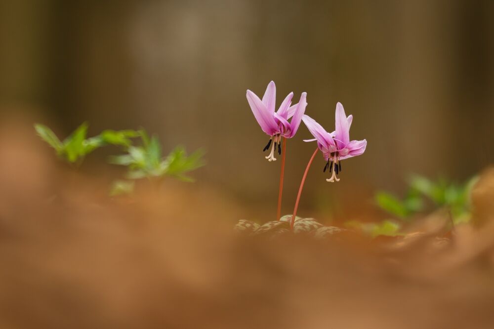 A close-up of two tiny dog's-tooth violet flowers, growing straight up from the ground. Their delicate purple petals point up, whilst the stamen points down to the ground.