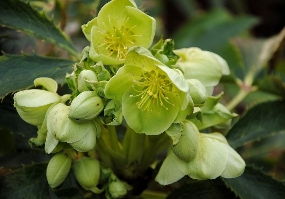 A close-up of a lime-green hellebore flower, with lots of chunky buds behind it.