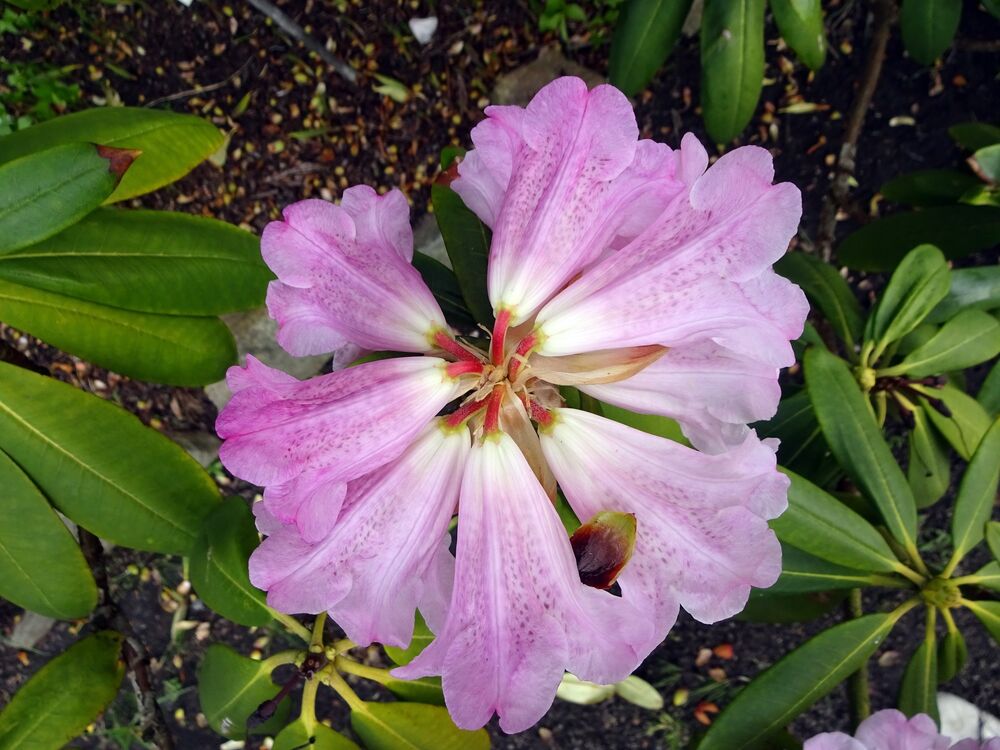 A close-up of a purple rhododendron flower, which is made up of a cluster of large 'cones'. The plant's dark, waxy green leaves can be seen in the background.