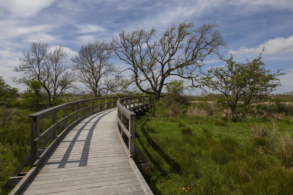 A wooden boardwalk with handrails stretches out into an area of wetland, with small trees growing either side.