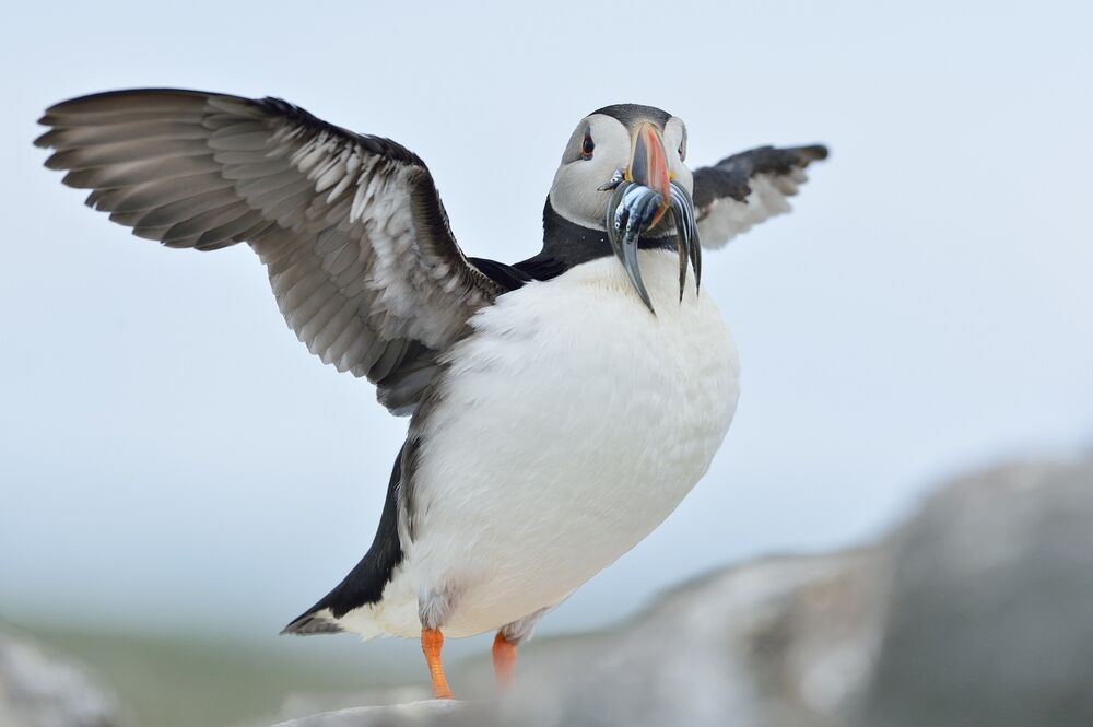 A large puffin stands with wings stretched out wide and some sandeels dangling from its beak.
