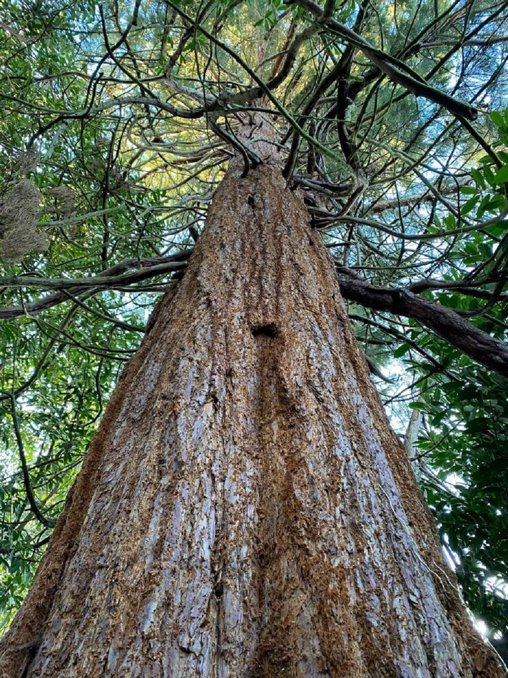 The PLANTS project: initial findings | National Trust for Scotland