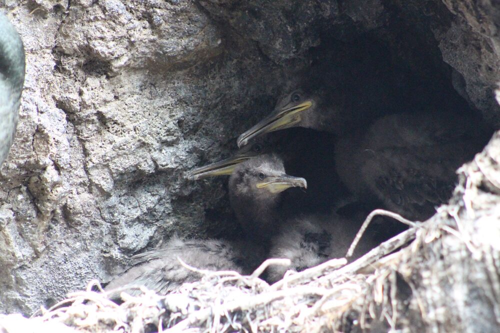 Two little black shag chicks sit in a rocky burrow, peeking out.