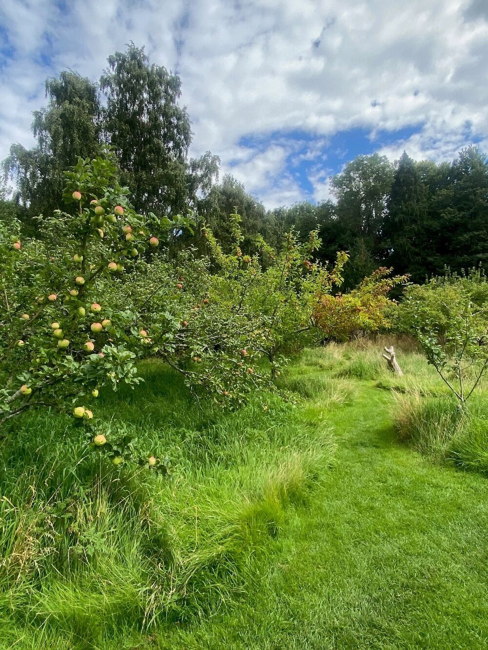 The PLANTS Project Apples At Priorwood National Trust For Scotland the-plants-project-apples-at-priorwood-national-trust-for-scotland