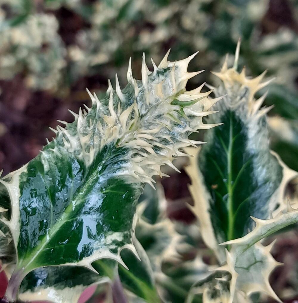 The PLANTS project why do plant names… National Trust for Scotland