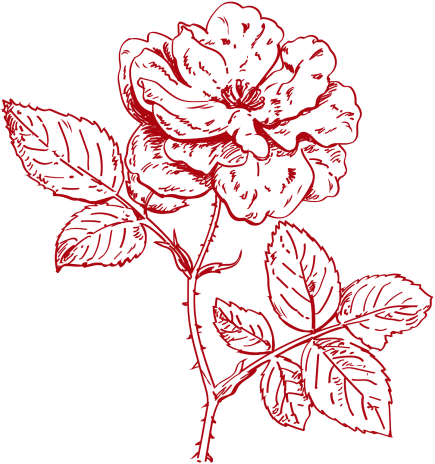 Illustration of a rose in red line drawing