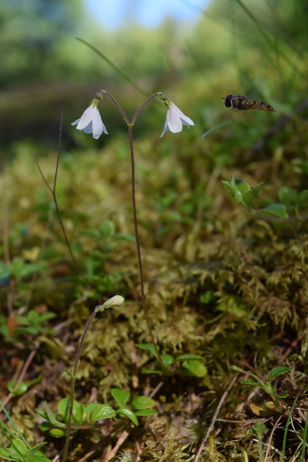 A single twinflower plant, with a pollinator hovering next to it.