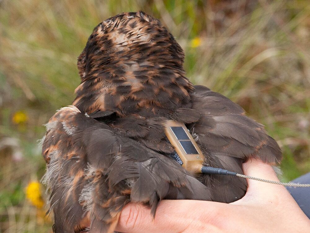 A person is holding a hen harrier bird, showing it's back, which has a satellite tag attached.