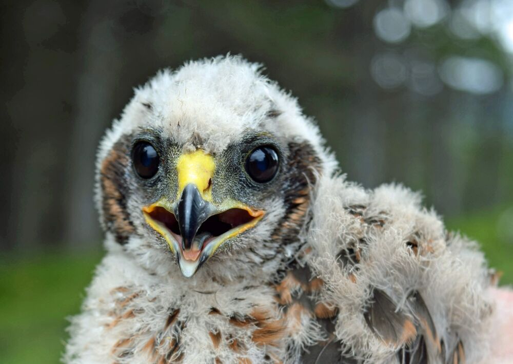 A female hen harrier chick, with speckled downy feathers.