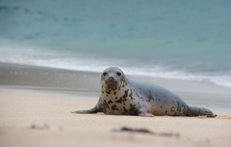 A seal lies on a Mingulay beach.
