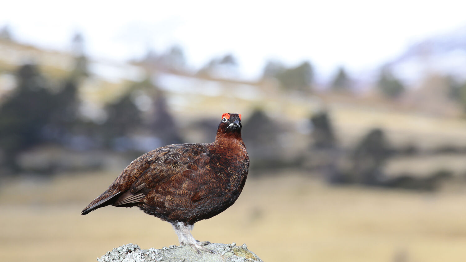 A red grouse perches on a rock in Mar Lodge Estate