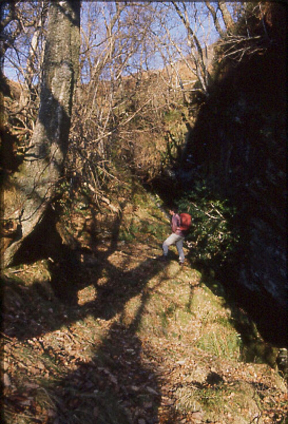 A man stands in a rocky gorge, with large trees growing out of the sides.