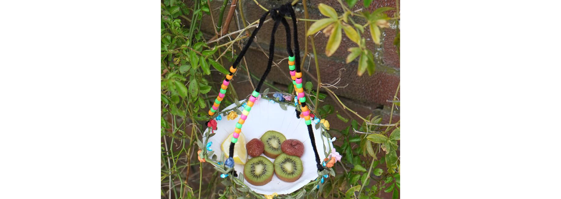 A photograph of a butterfly feeder made from a paper plate and suspended by thick string from a bush, near a stone wall. The strings are decorated with multi-coloured beads. Slices of kiwi, lemon and strawberries lie on the plate.