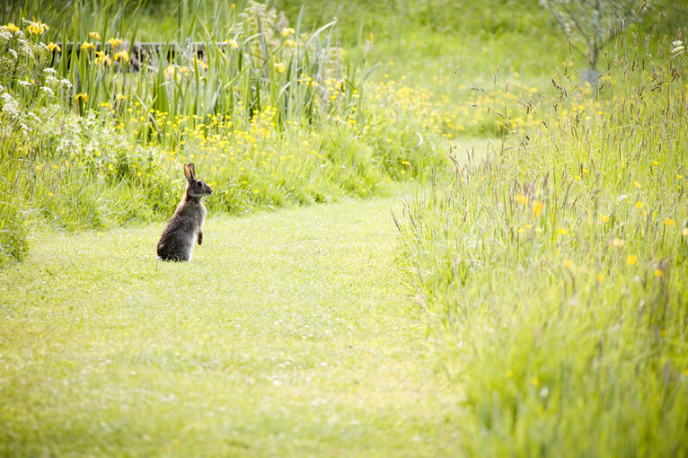 A hare stands up in the grass in Inveresk Lodge Garden