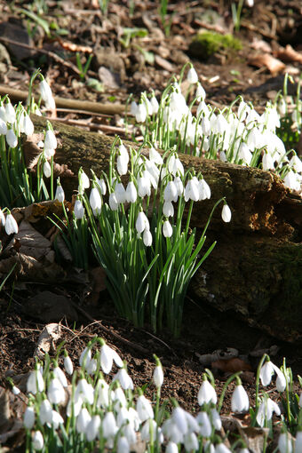 Snowdrops cover the woodlands of the House of the Binns