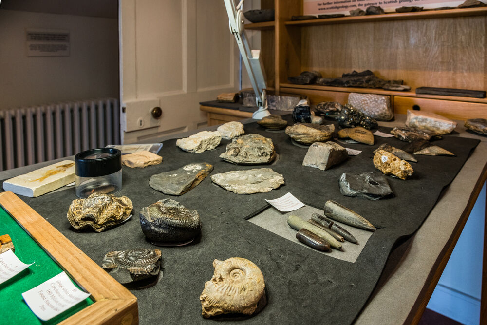A range of fossils are displayed on a dark felt mat on a table in a museum.