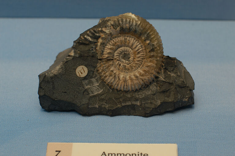 An ammonite is displayed on a blue surface in the geology exhibition.