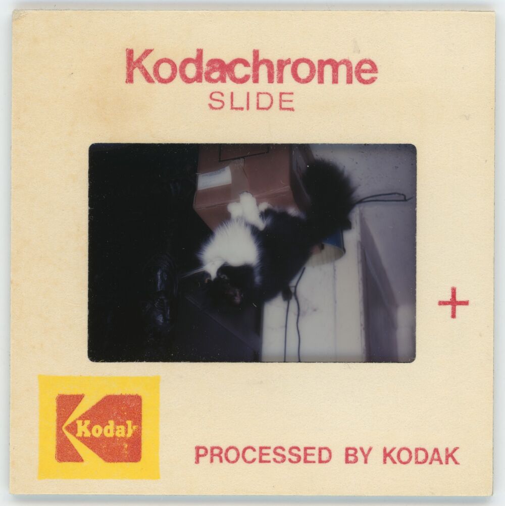 A square slide mount with text reading 'Kodachrome Slide'. It holds an upside-down colour slide of a black and white cat.
