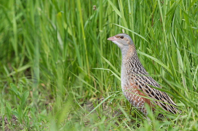 A corncrake in the grass on Iona