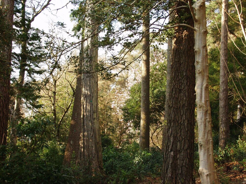 A mix of tall tree species grow together in a woodland, with some bushes at the lower levels also visible.