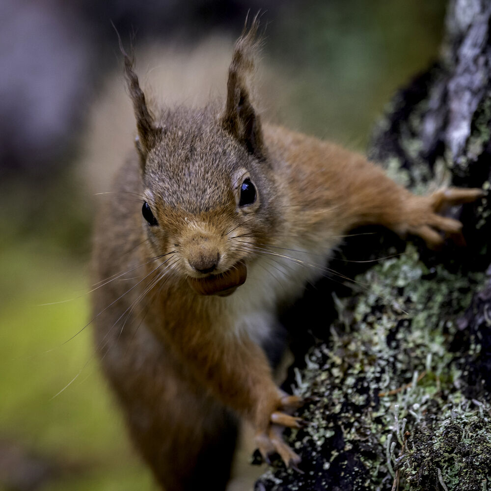 A red squirrel perches on a lichen-covered branch, facing the camera head on. Its front claws grip the branch. Its spiky ear tufts stand up straight. It carries a small nut in its mouth.