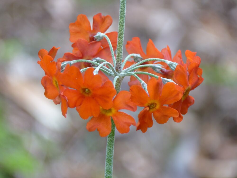 A close-up of a deep orange primula flower, with clusters of delicate flowers growing around the main stalk.