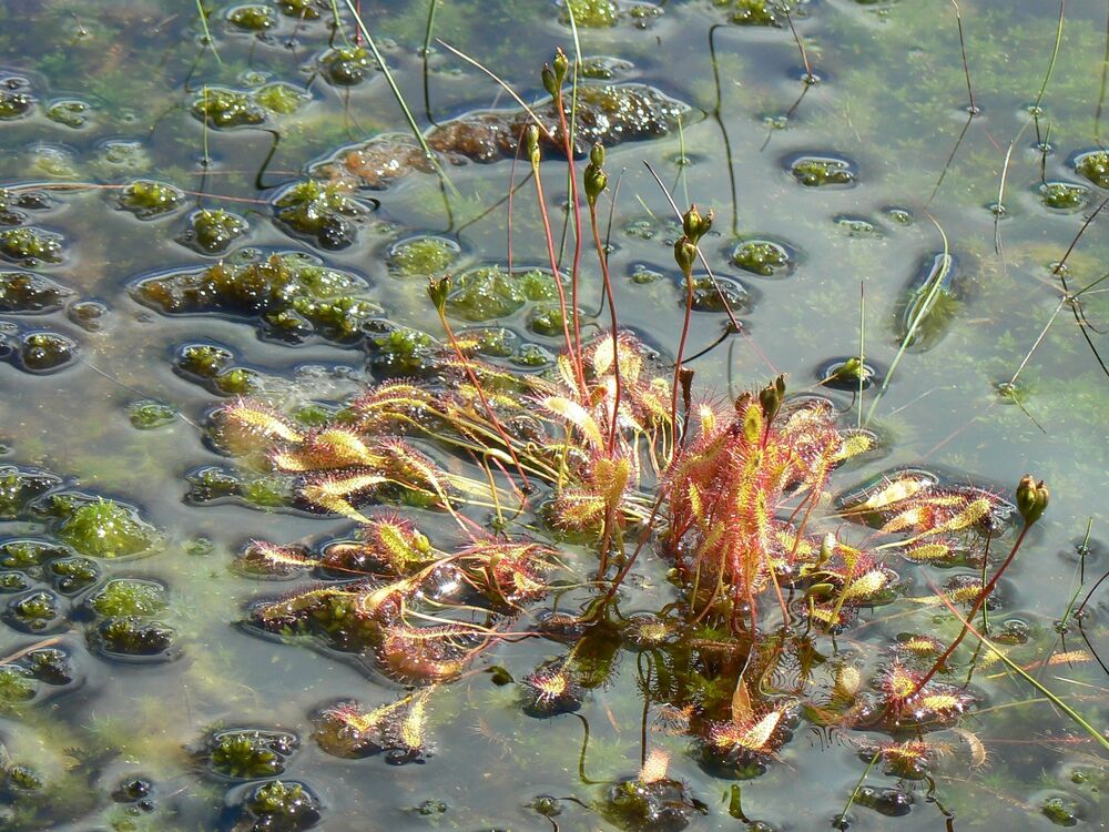 A red-green plant has tentacles, reaching up into the air. It is growing on a bed of moss, covered by water.