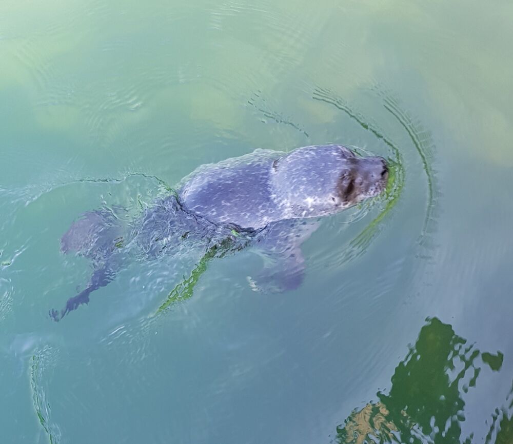A mottled-grey seal pup pokes its head out of clear turquoise water.