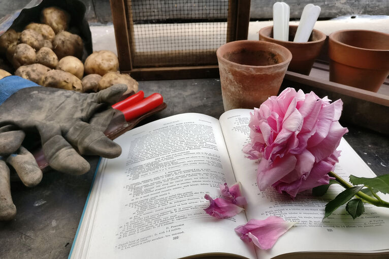 A cut pink rose and loose petals lie on top of an open notebook, which is resting on a desk in a shed. Gardening gloves, flower pots and potatoes surround the notebook.