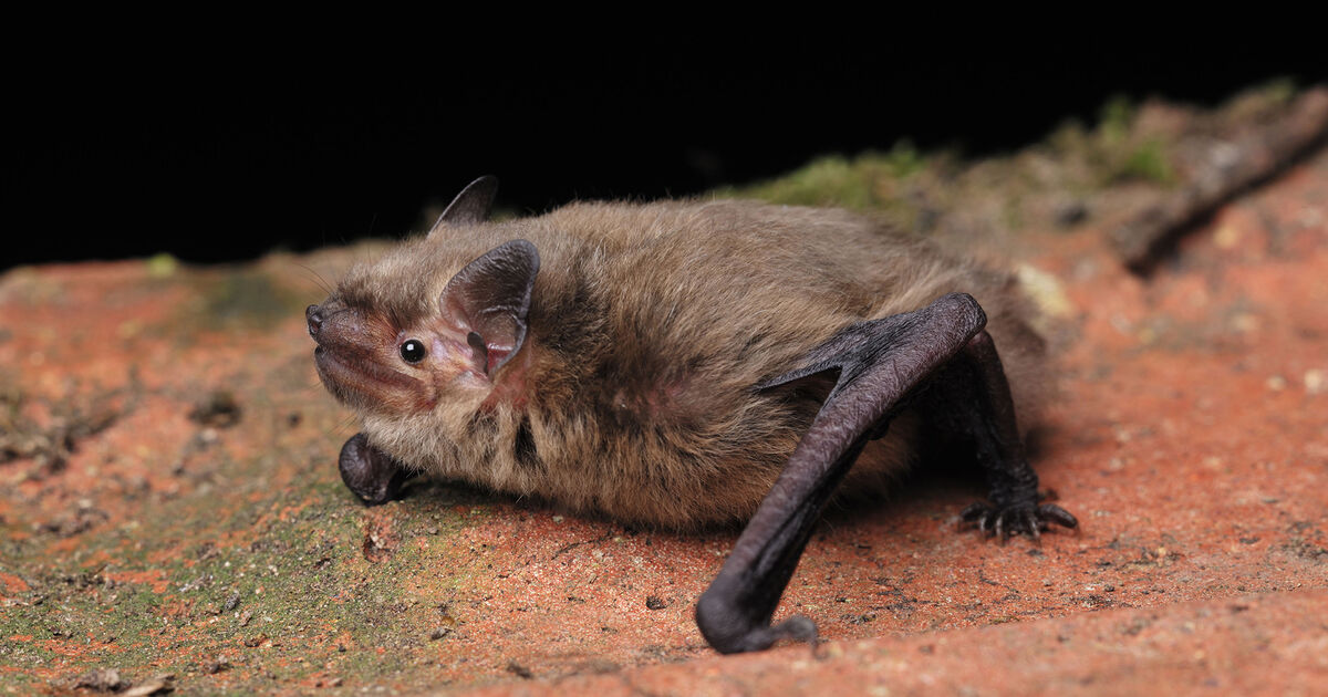 Keeping bats on our radar | National Trust for Scotland