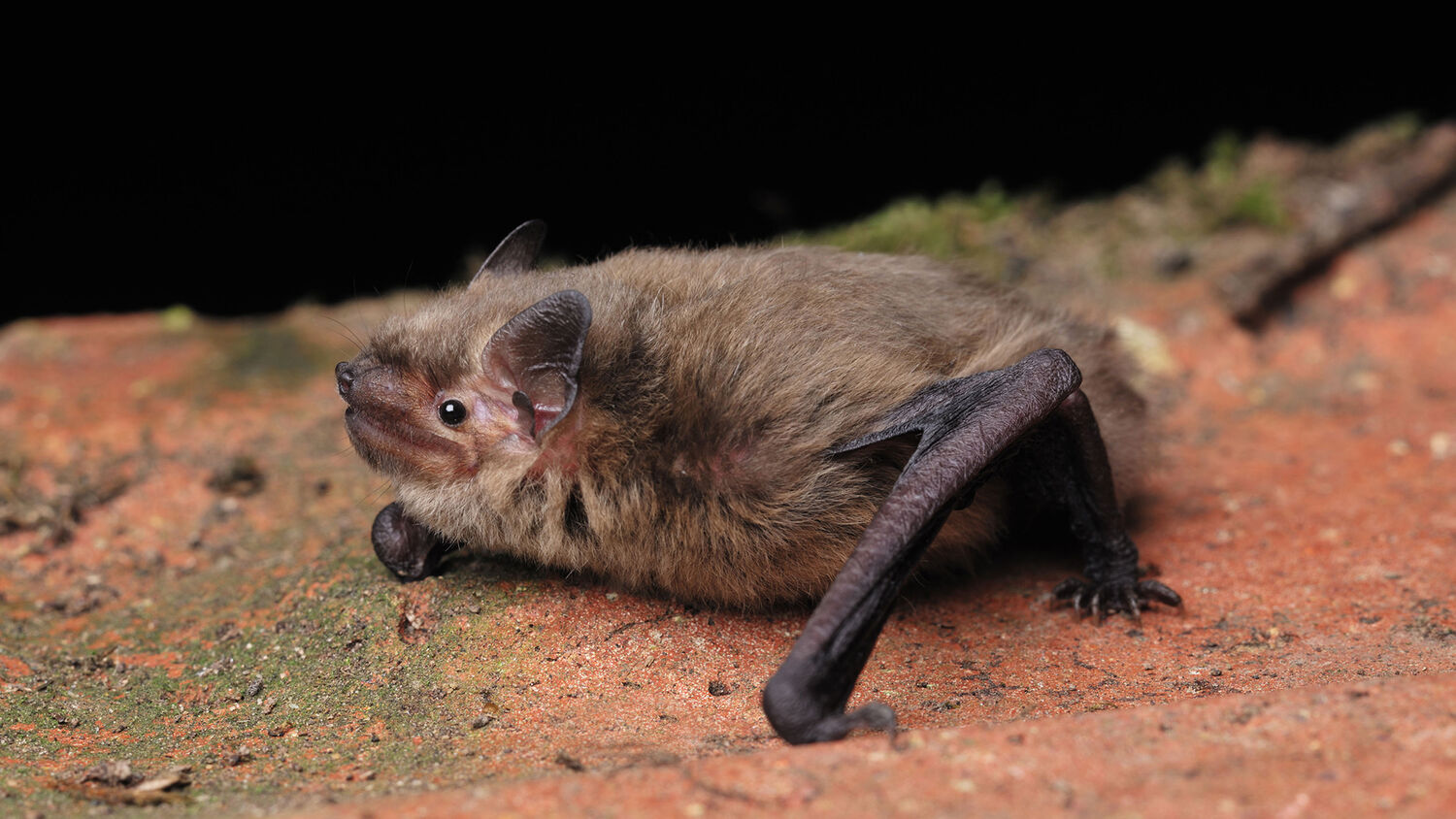 A pipistrelle bat rests on a brick surface, its wings tucked into its furry body.