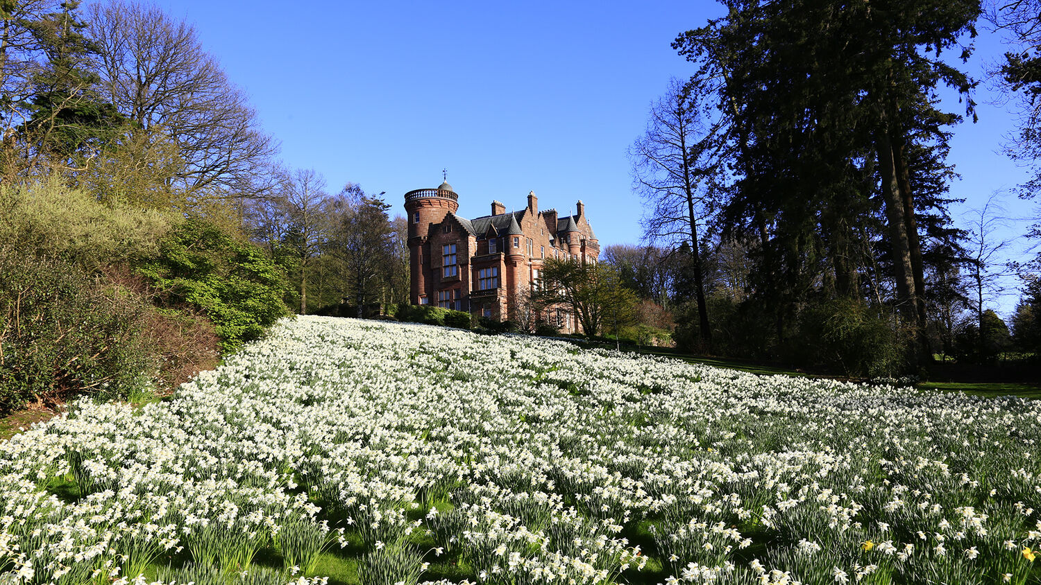 A view of Threave House from the bottom of a gently sloping hill. The foreground is carpeted with daffodils. Tall trees frame the photo.