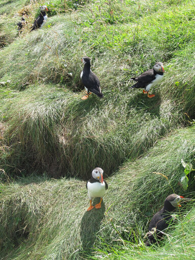 A number of puffins stand on long grass on a cliffside, beside their burrow openings.