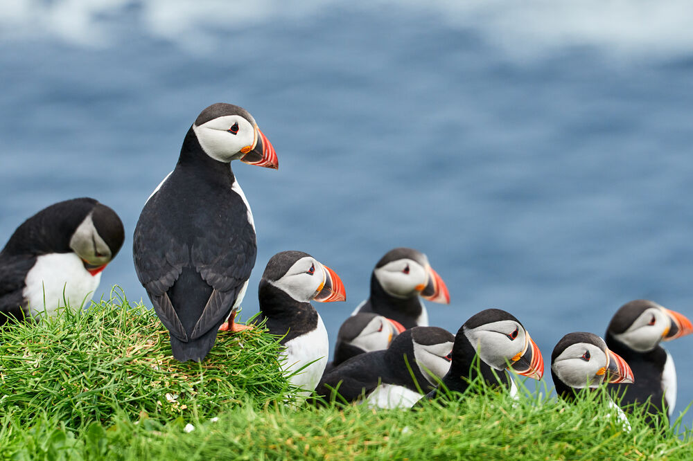A group of puffins sit on a grassy cliff on Staffa, looking out to sea.