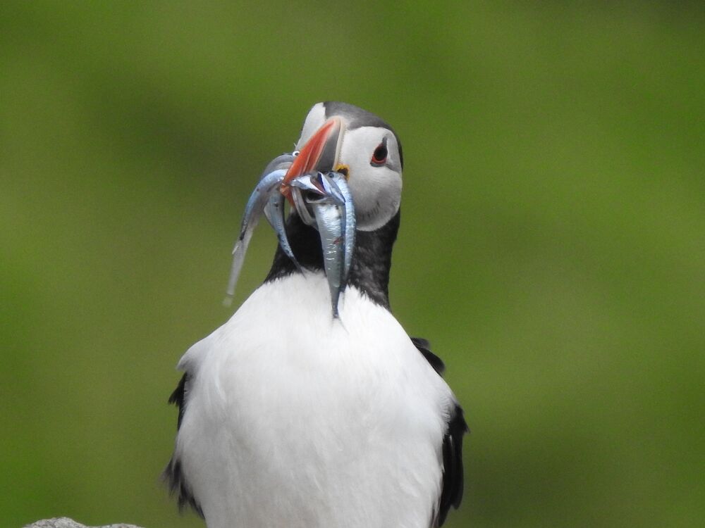 A close-up shot of a puffin facing the camera with its white belly and brightly coloured beak. It carries several fish in its beak.