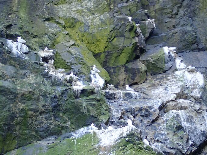 A view of a craggy cliff face, with kittiwakes sitting on various ledges.