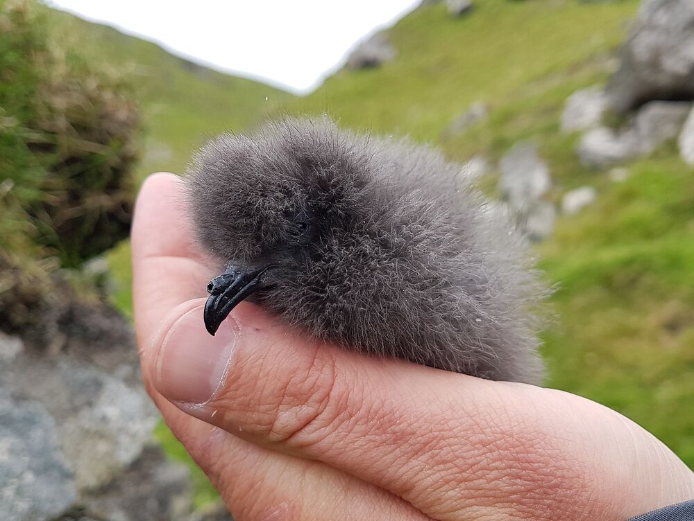A close-up view of a hand holding a small grey, very fluffy chick. The chick has a distinctive beak, with a black tube on top.