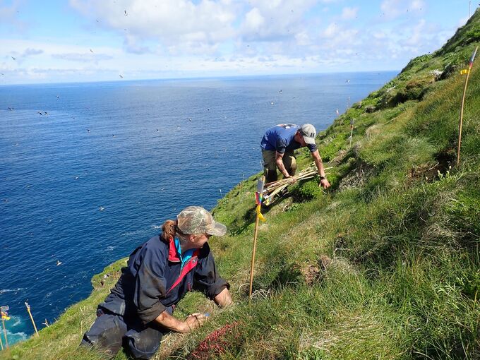 Two people sit or crouch on a very steep grassy slope on an island, the blue sea far below them. They are placing marker poles beside small burrows in the ground.