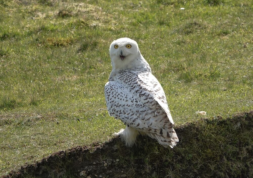 A snowy owl sits on a grass-covered bank, its head turned 90 degrees towards the camera. It has striking white and black feathers, with bright yellow eyes.