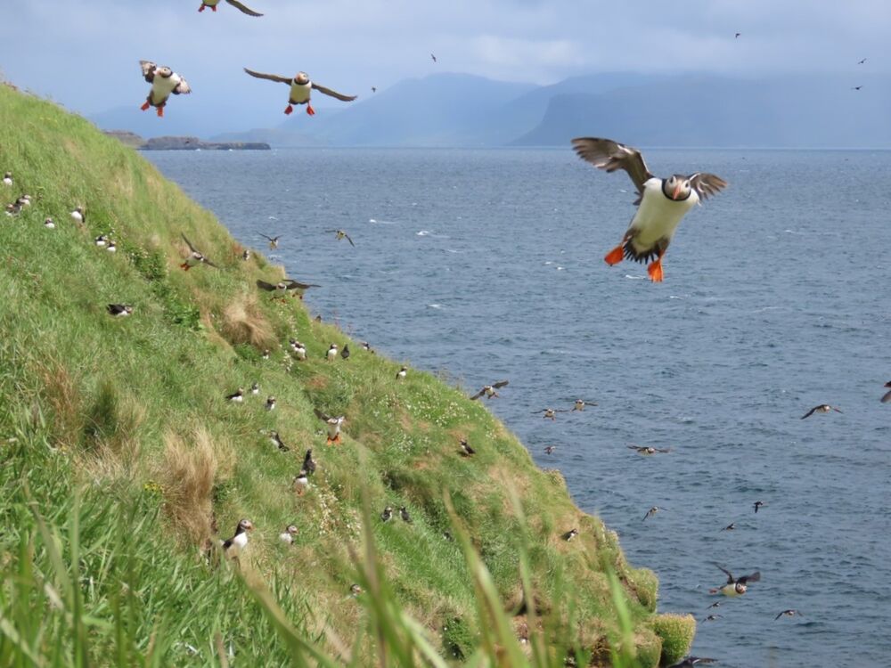 Stories From Staffa | National Trust For Scotland