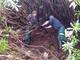 The problem with Rhododendron ponticum | National Trust for Scotland