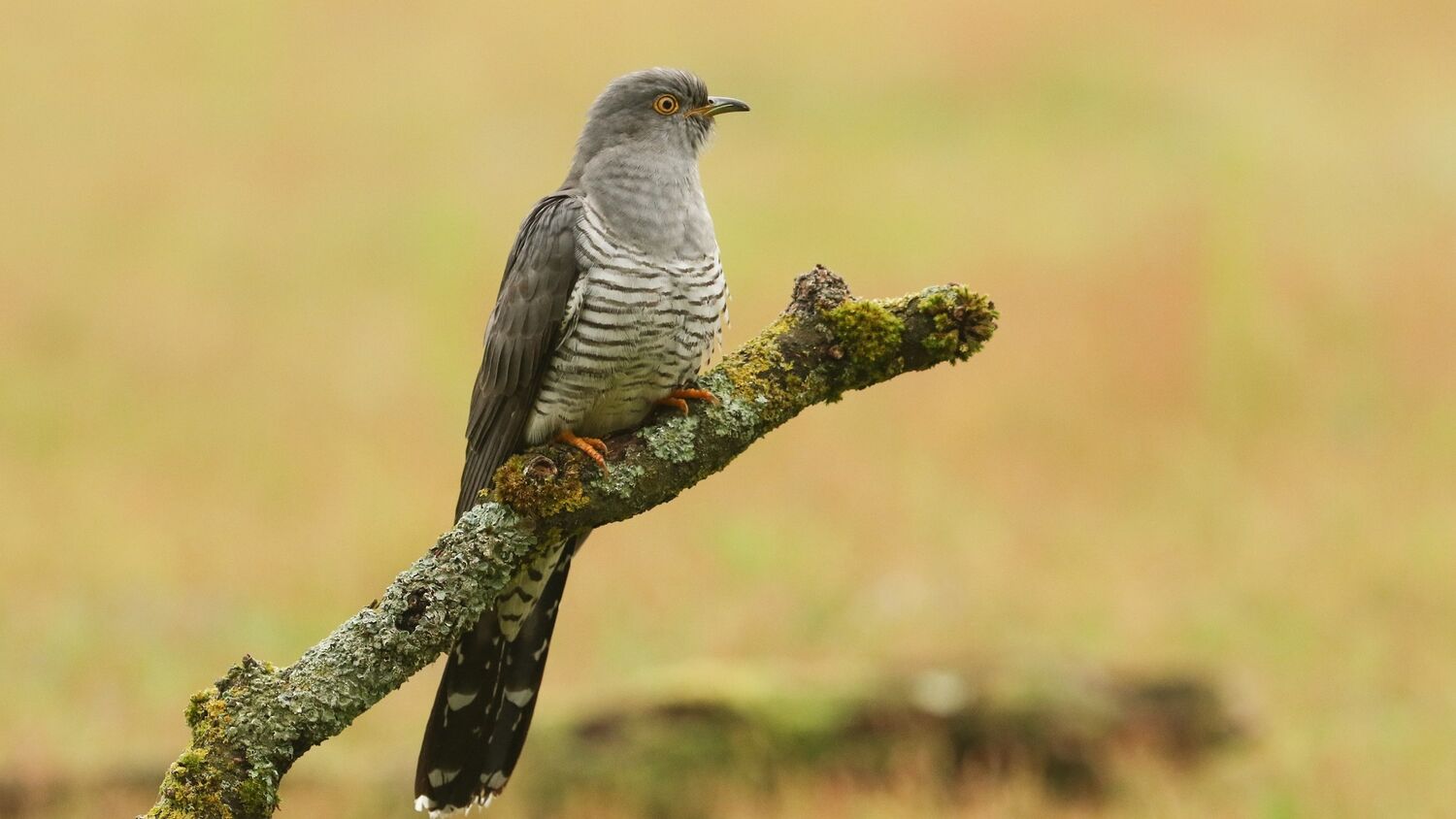 Cuckoos in Glen Rosa National Trust for Scotland