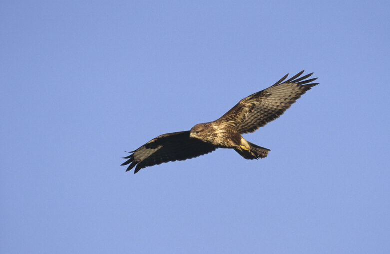 A buzzard soars in the blue sky, with its wings spread wide.
