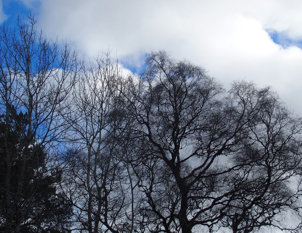 The bare branches of trees in winter, silhouetted against a blue and white cloud sky.