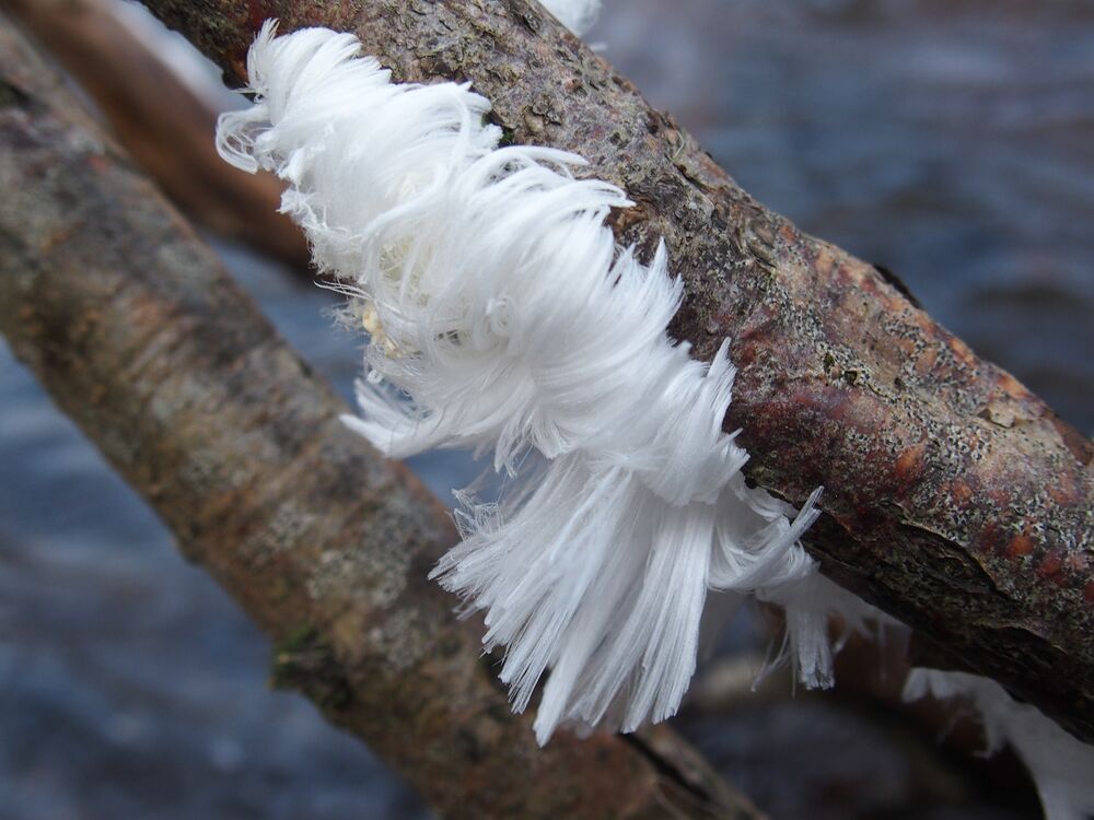 A close-up of some hair ice on a branch. It is a white clump with hairy extensions.