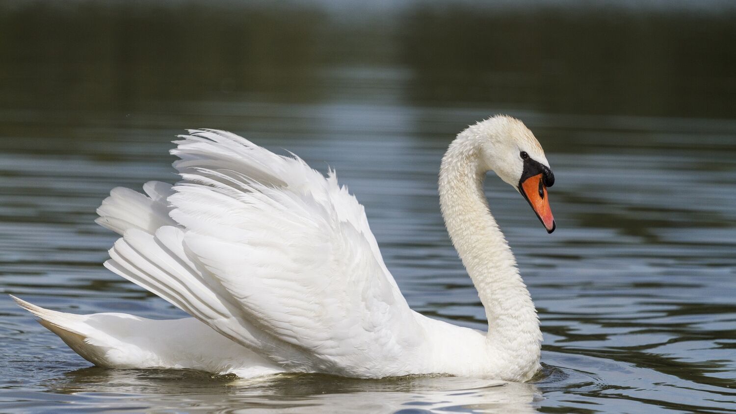 A mute swan swims across a smooth loch. It is all white apart from its orange and black bill. Its neck makes an S shape, and it holds its wings slightly out from its body, making it appear even larger.