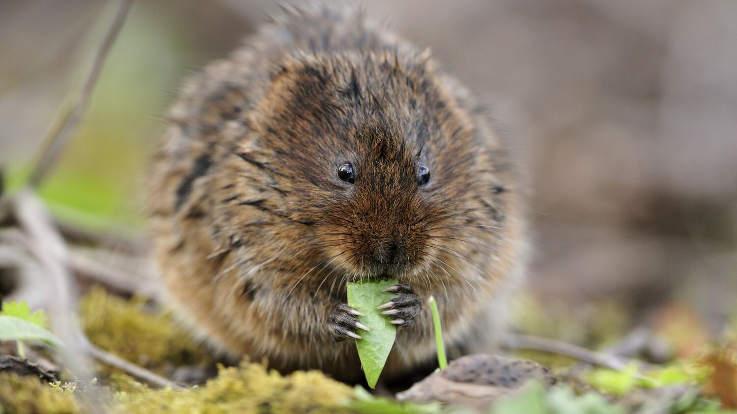A very round and furry, dark brown water vole sits on its back legs and nibbles at a blade of grass. It holds the blade in its front paws, which have very long claws.