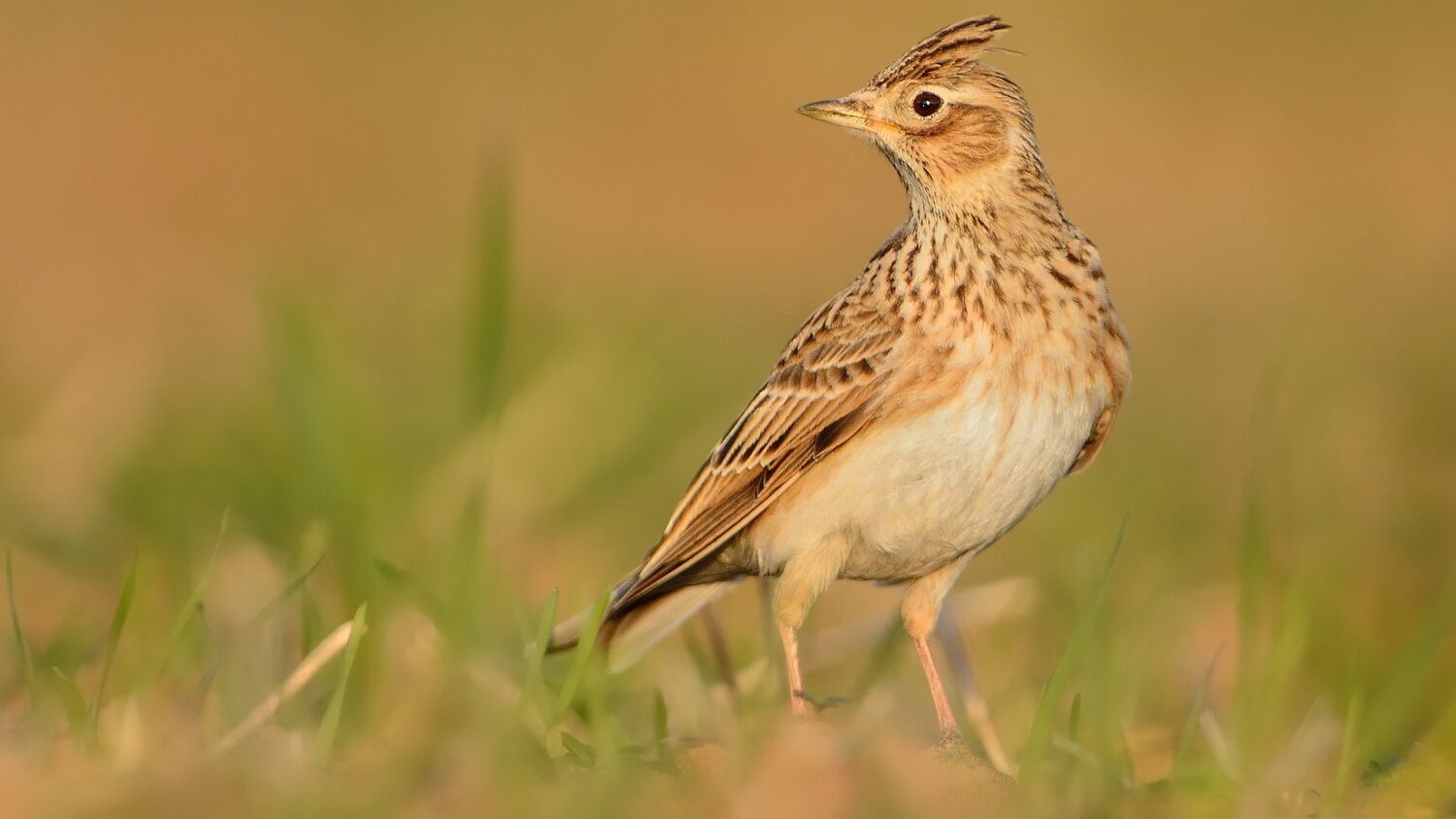 A close-up of a skylark standing in a grassy field. It has pale, golden brown feathers with a cream tummy. It has a raised crest on top of its head.