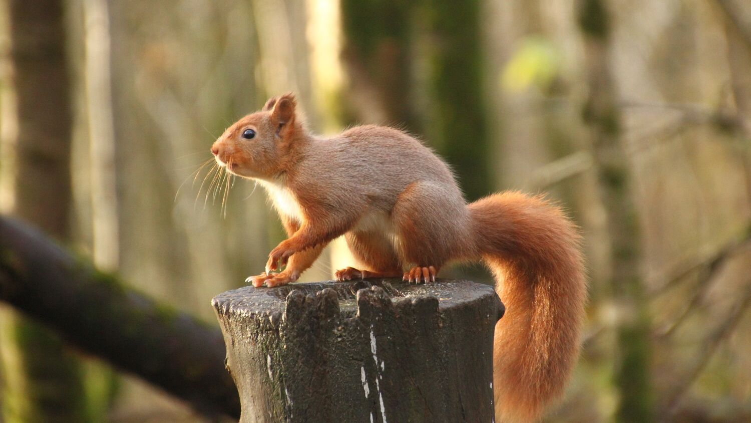 Wildlife spotter’s guide: Threave… | National Trust for Scotland