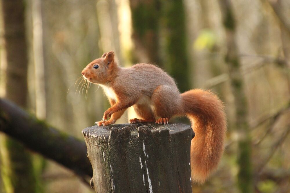 A red squirrel stands on a tree stump in a wood. Its long bushy tail hangs over the side of the stump. Its long whiskers and little claws on each paw can be clearly seen.
